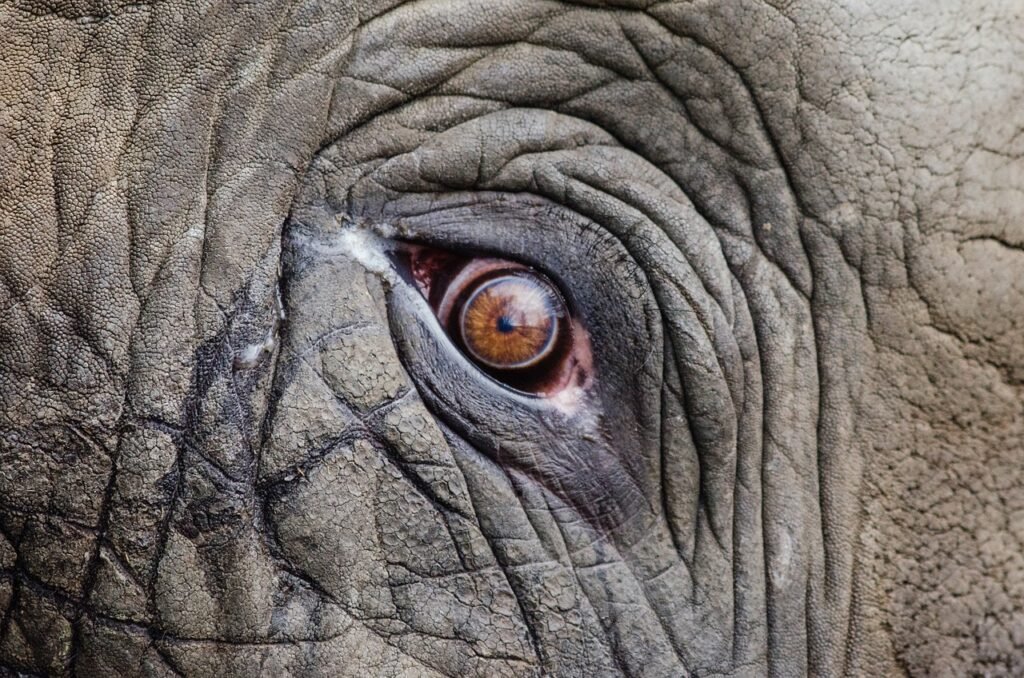 animal, elephant, eye-1853031.jpg