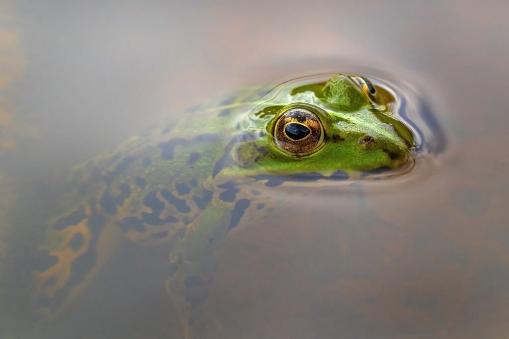 frog, amphibian, animal-8137316.jpg